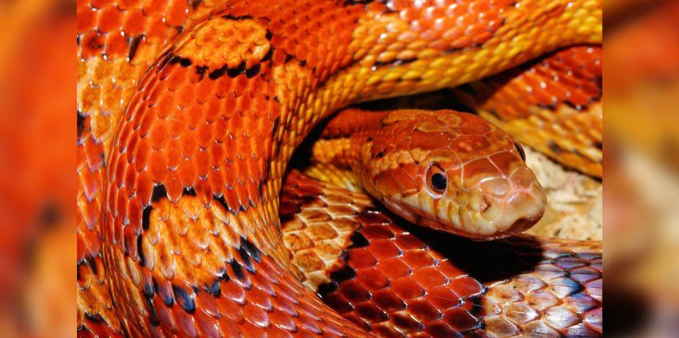 Vaulx-en-Velin : un serpent retrouvé dans une école ! 