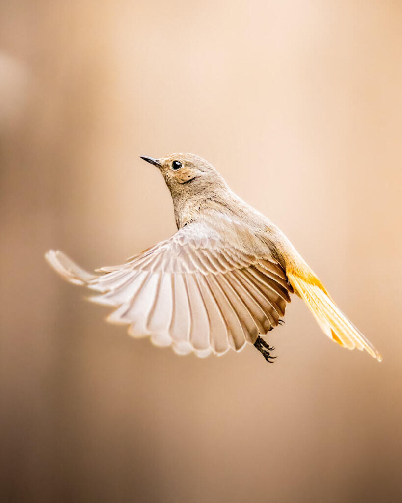 Une exposition de photographie dans le sud Sarthe qui met en avant le monde animal