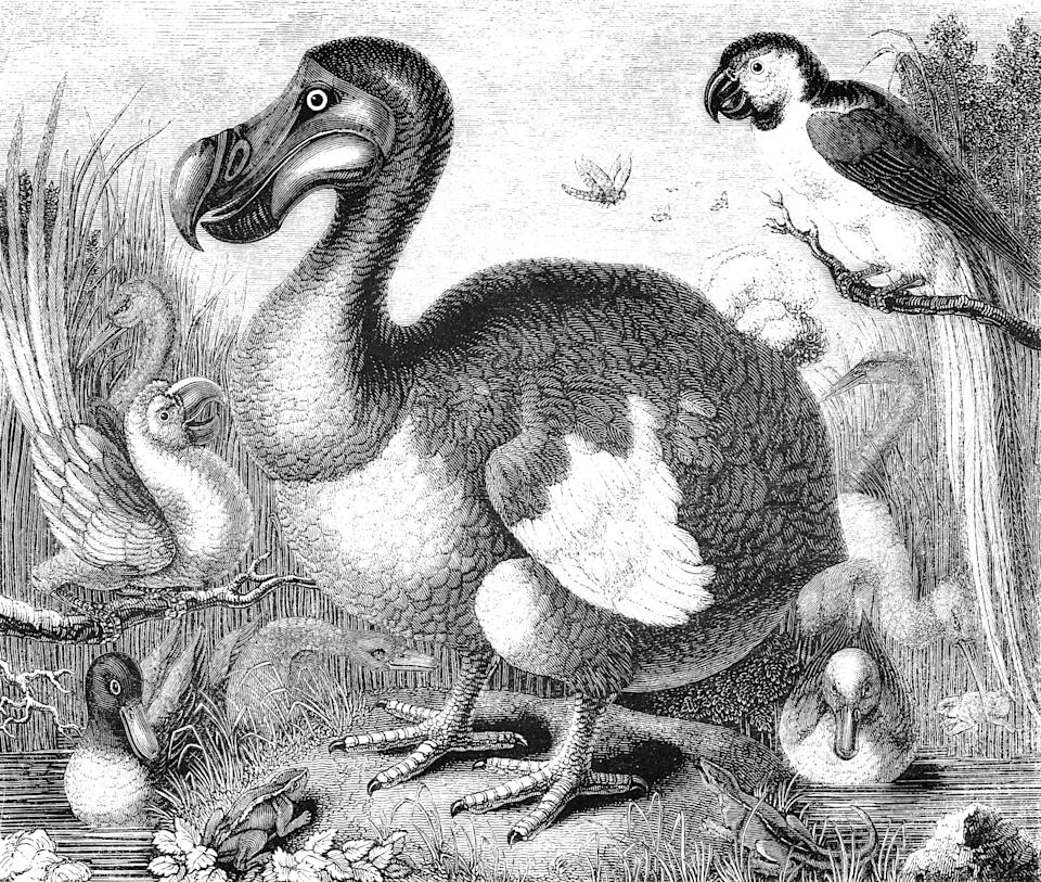 Le dodo, cet oiseau de l'île Maurice qui ne volait pas, fait partie des espèces que les chercheurs souhaitent ressusciter (image d'illustration : Getty images)