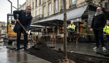 le maire Pierre Hurmic empêche la construction d’un immeuble pour sauver deux «arbres remarquables»