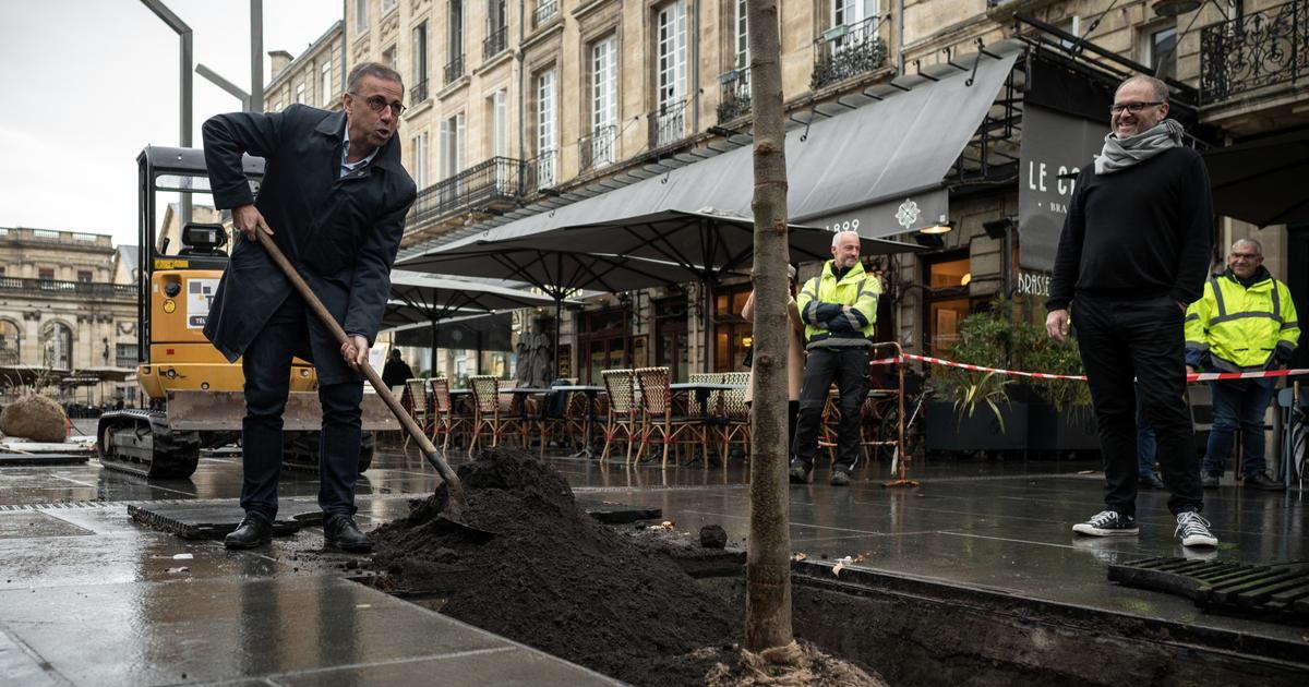 le maire Pierre Hurmic empêche la construction d’un immeuble pour sauver deux «arbres remarquables»