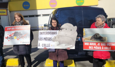 une action de sensibilisation pour arrêter la vente des pièges à colle