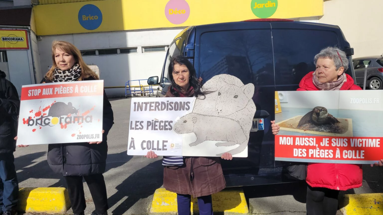 une action de sensibilisation pour arrêter la vente des pièges à colle