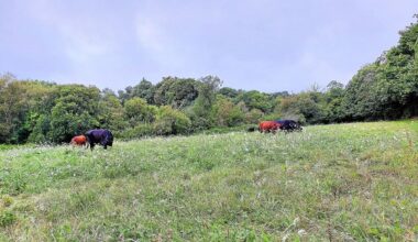 Une transmission fait débat à Melesse dans un contexte de recul des terres en agriculture biologique