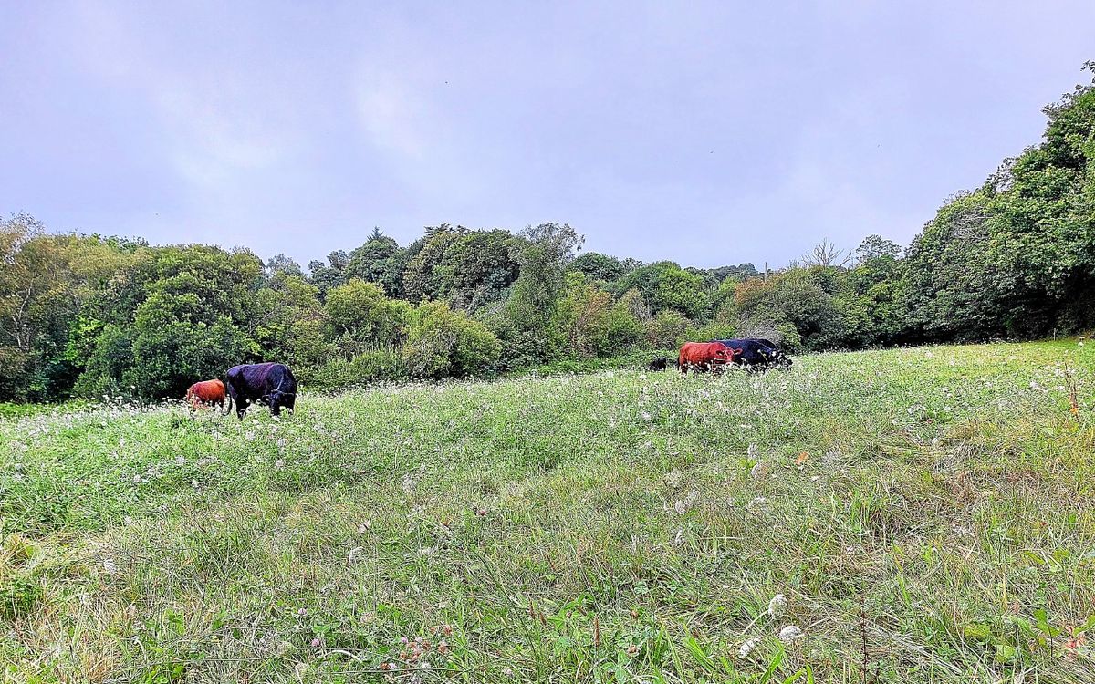Une transmission fait débat à Melesse dans un contexte de recul des terres en agriculture biologique