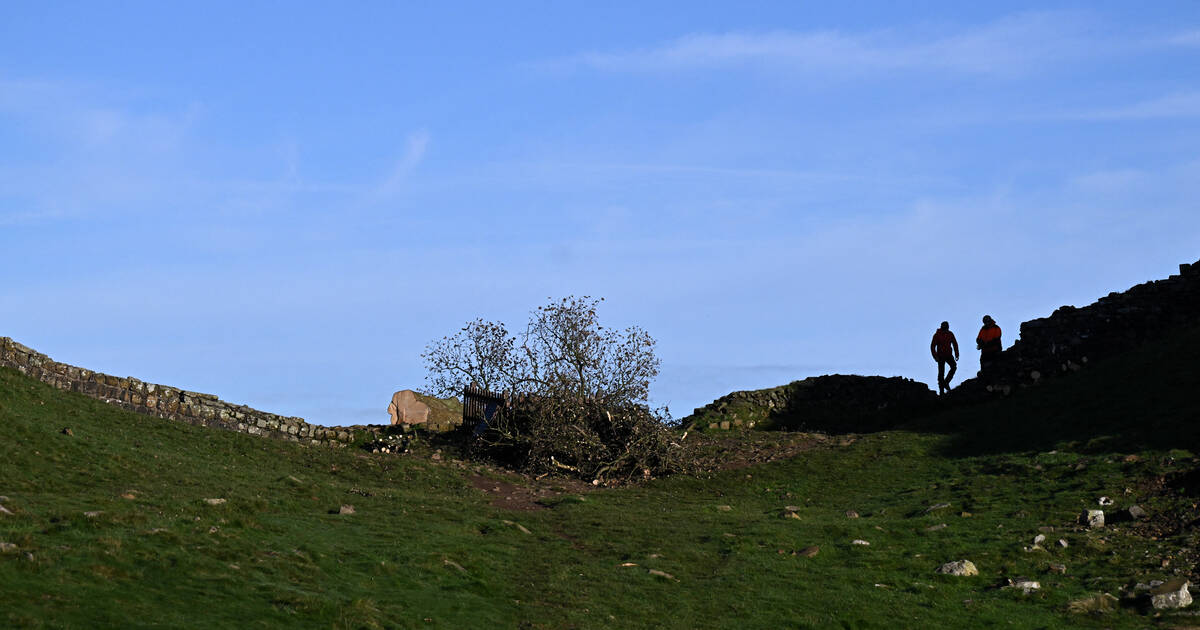 deux hommes jugés pour l’abattage «insensé» du Sycamore Gap Tree, un arbre légendaire – Libération