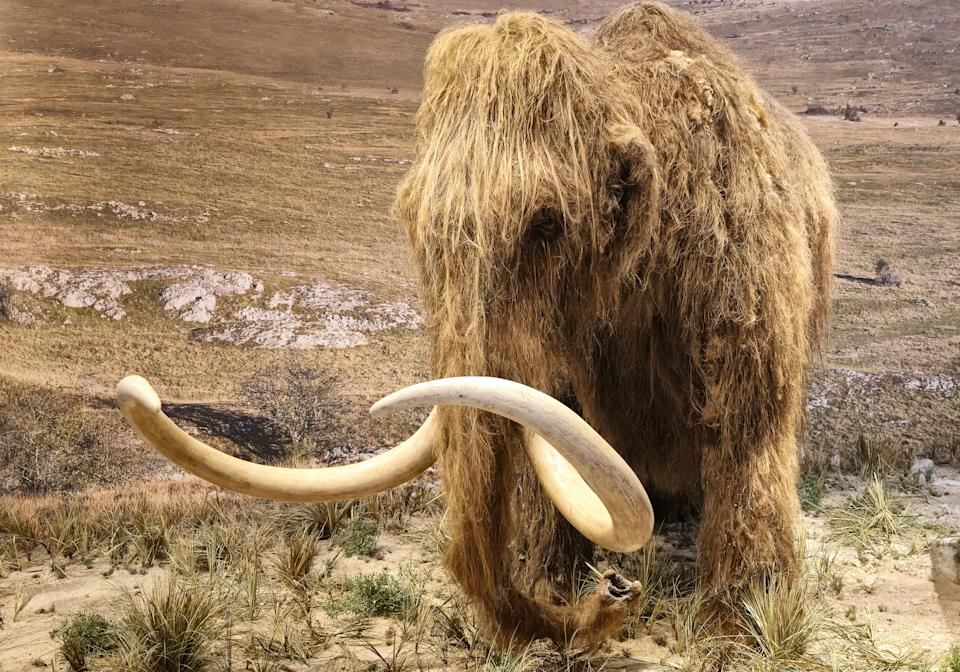 En attendant de pouvoir faire renaître le mammouth, Colossal Biosciences a déjà répliqué des "souris laineuses" (image d'illustration : Getty images)