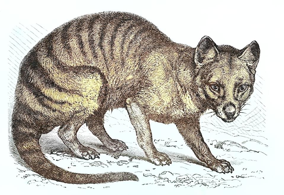 En 2024, une tête de loup de Tasmanie a été retrouvée dans le placard d’un musée australien (image d'illustration : Getty images)