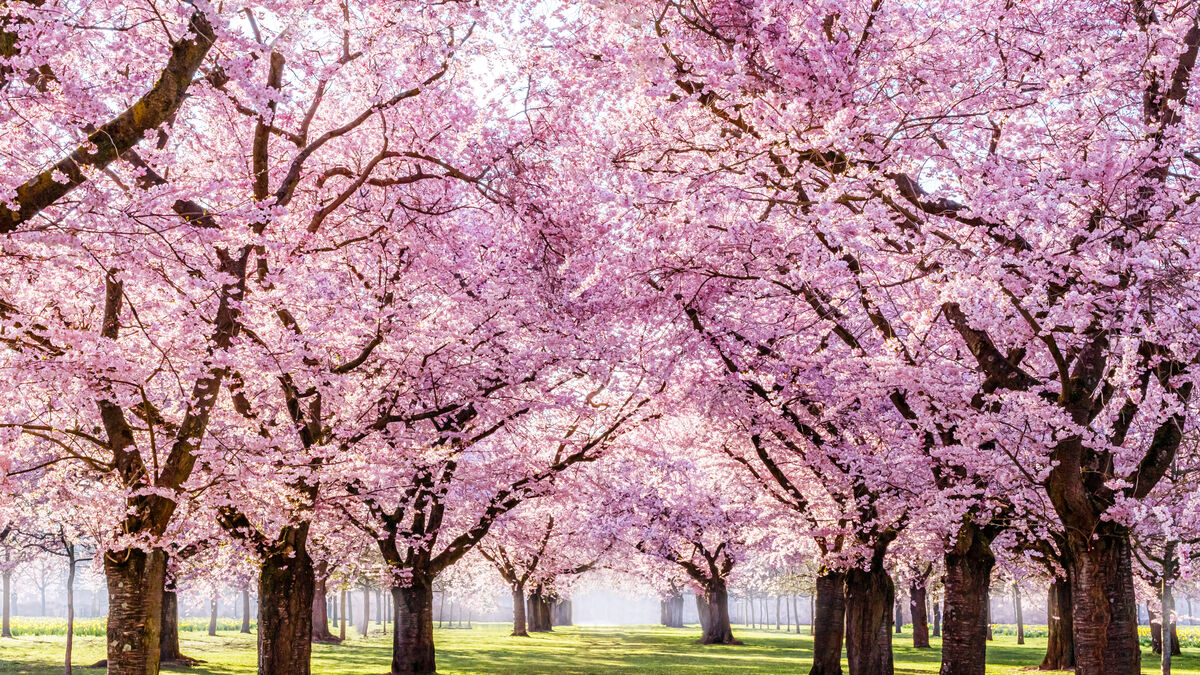 Cerisiers en fleurs : ne ratez pas la saison du « hanami » à Paris et en Île-de-France