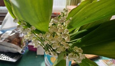 Des règles pour la vente du muguet à Eu et à Mers-les-Bains