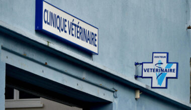 près de Rennes, une vétérinaire tyrannisée par la propriétaire d'un chat