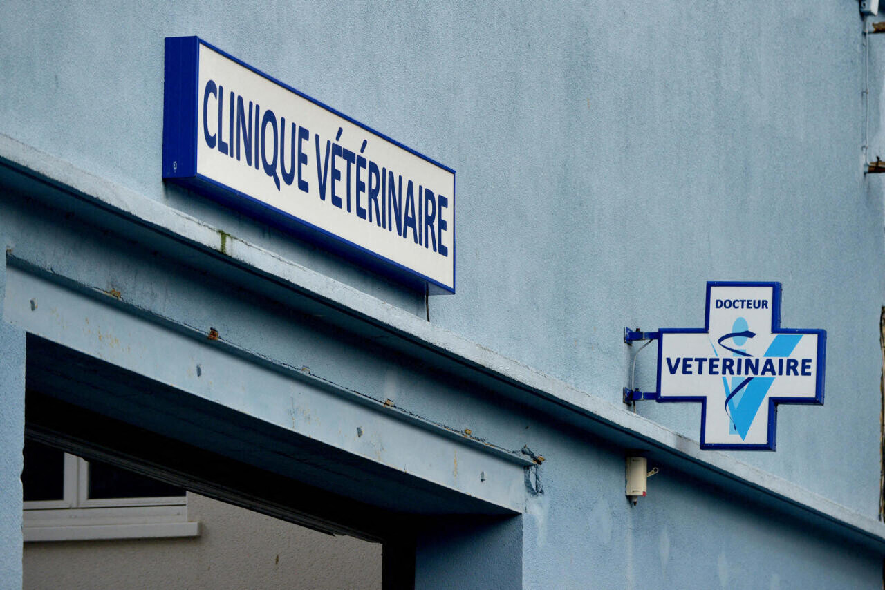 près de Rennes, une vétérinaire tyrannisée par la propriétaire d'un chat