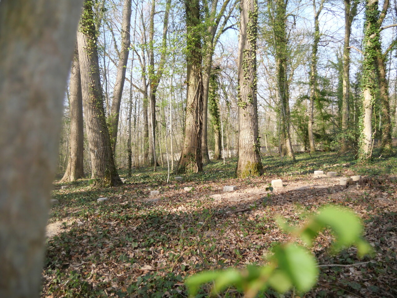 vers la création d'une première forêt cinéraire en Ile-de-France ?