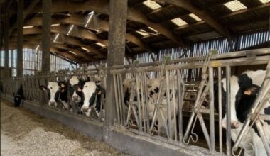 le tribunal rejette les requêtes d'un éleveur après l'abattage de son troupeau