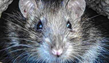 Un rat pénètre dans sa chambre par le conduit d’aération