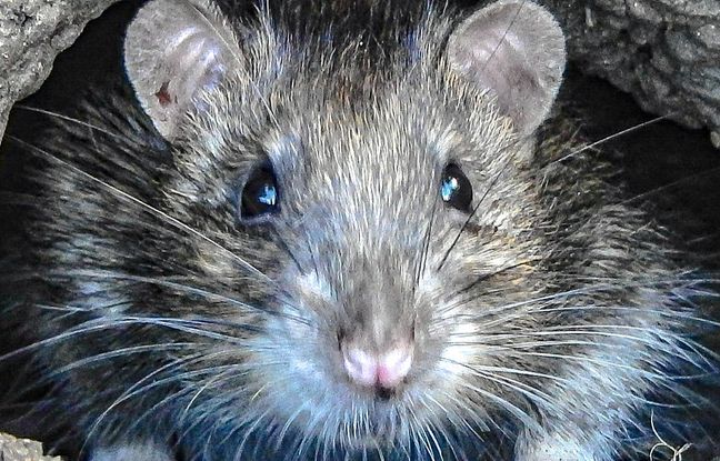 Un rat pénètre dans sa chambre par le conduit d’aération