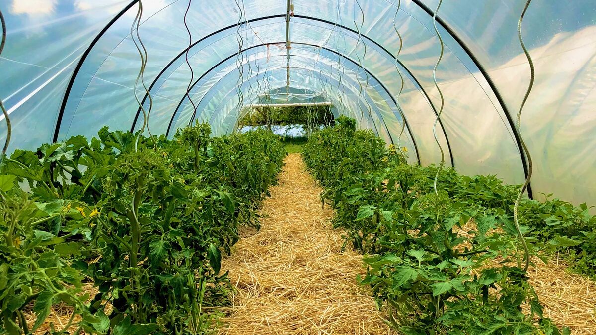 Dans ce restaurant de Lyon, les légumes ne poussent jamais bien loin !