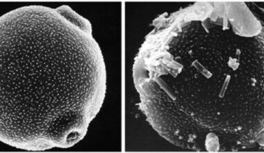 Quels pollens dans l’air? Un nouvel indice quotidien est consultable en ligne pour notre région