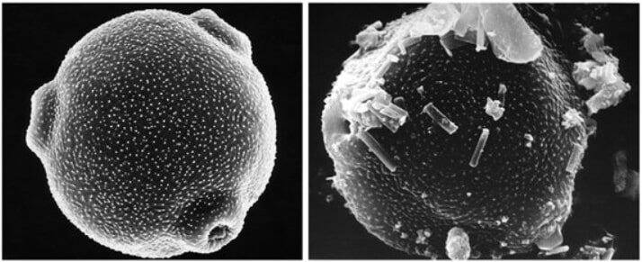 Quels pollens dans l’air? Un nouvel indice quotidien est consultable en ligne pour notre région