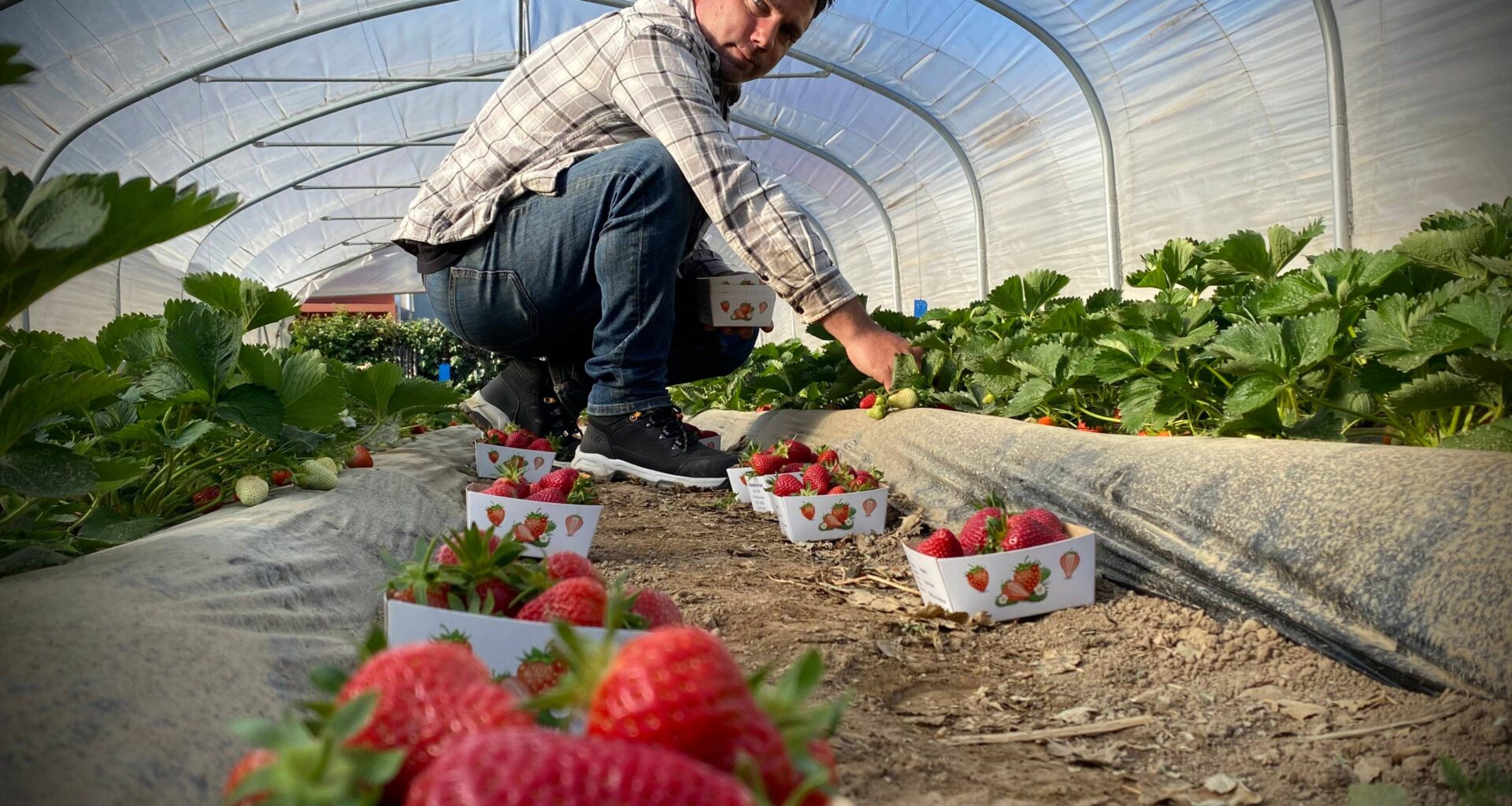 Ses fruits ont séduit un célébrissime chef 3 étoiles... Comment la fraise de Carros a changé la vie de Franck Clere