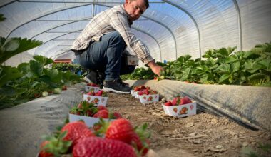 Ses fruits ont séduit un célébrissime chef 3 étoiles... Comment la fraise de Carros a changé la vie de Franck Clere