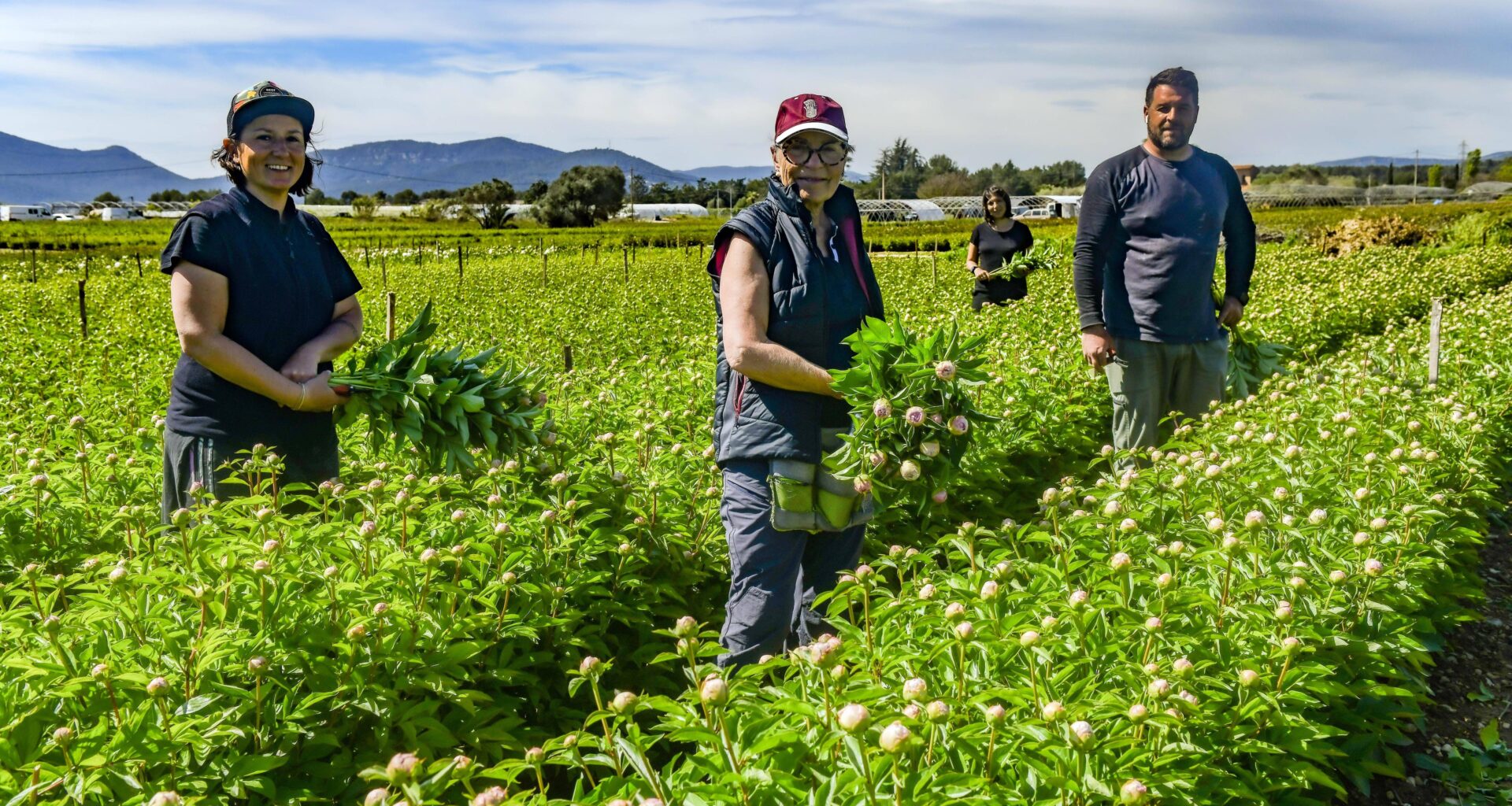 Au cœur des terres agricoles de La Crau, l’exploitation familiale Loiseau se consacre avec passion à la fleur reine du printemps: la pivoine