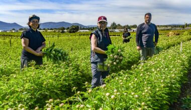 Au cœur des terres agricoles de La Crau, l’exploitation familiale Loiseau se consacre avec passion à la fleur reine du printemps: la pivoine