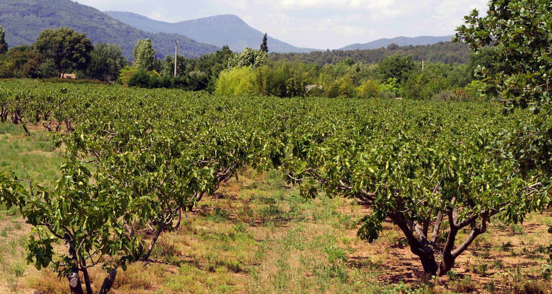 Zone agricole protégée: la terre reprend ses droits dans la vallée du Gapeau