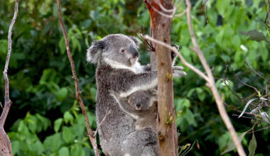 «C’est totalement inhumain» : en Australie, 750 koalas abattus par des tireurs d’élite en hélicoptère – Libération