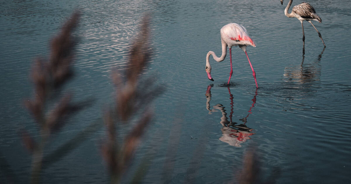 la production du film «Donne-moi des ailes» de Nicolas Vanier condamnée – Libération
