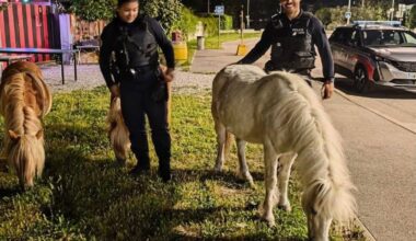 Des poneys fugueurs retrouvés par la police à Nice
