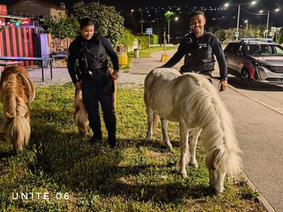 Des poneys fugueurs retrouvés par la police à Nice