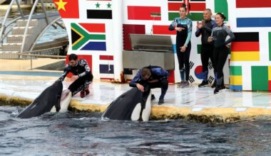 Un rapport d'enquête dévoile les causes de la mort de plusieurs orques de Marineland, "des platitudes" dénonce One Voice