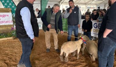 « Nos clients étaient très intéressés » : les agneaux d’Île-de-France font leur grand retour au marché de Rungis