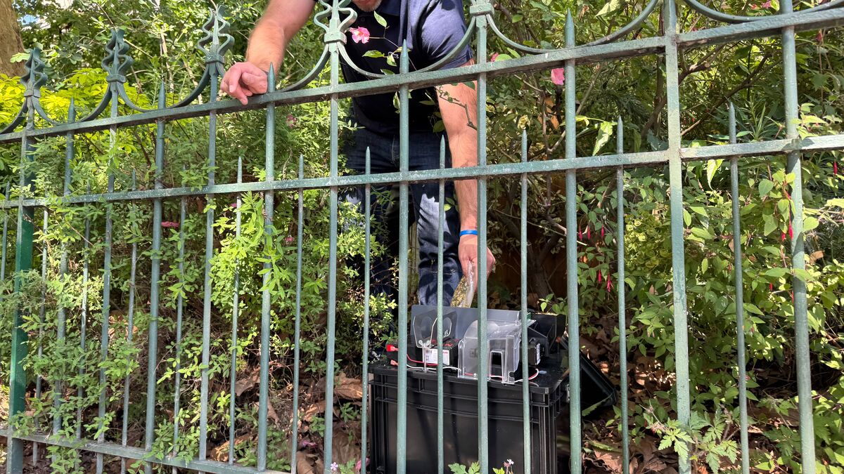 « Trop, c’est trop » : le Ve arrondissement de Paris part à son tour à la chasse aux rats avec un piège connecté