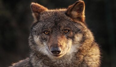 La dernière controverse de l'UE: réduire davantage la protection des loups