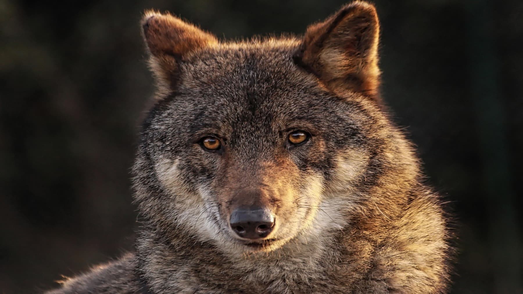 La dernière controverse de l'UE: réduire davantage la protection des loups