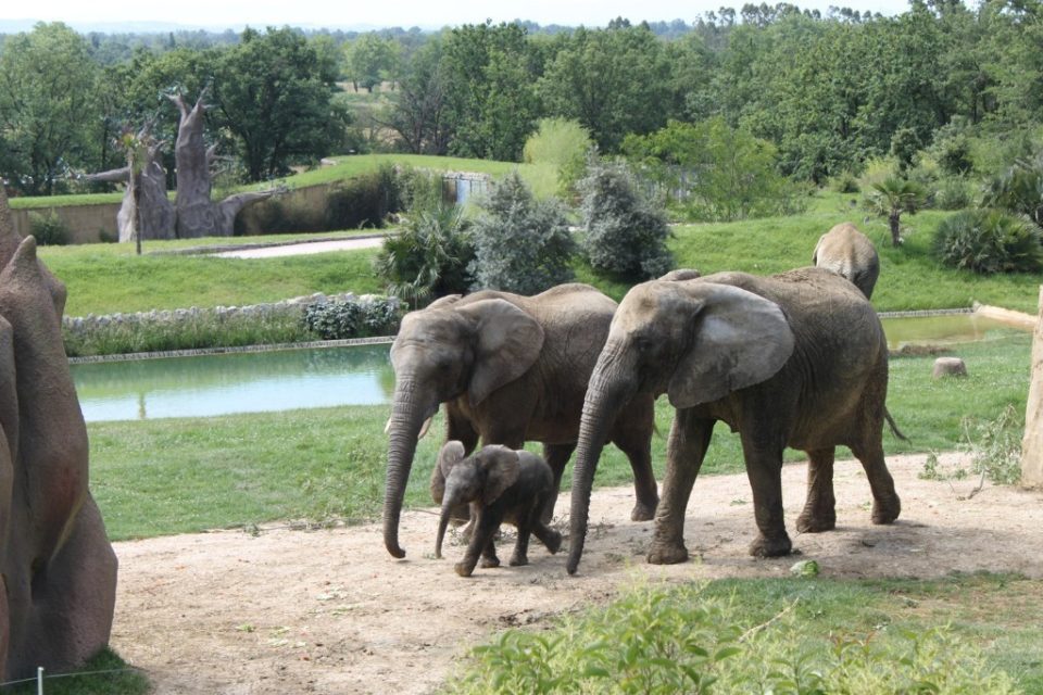 L'éléphant de savane d'Afrique est une espèce extrêmement intelligente. Vous pourrez en observer au Zoo Afican Safari.(Photo : Zoo African Safari)