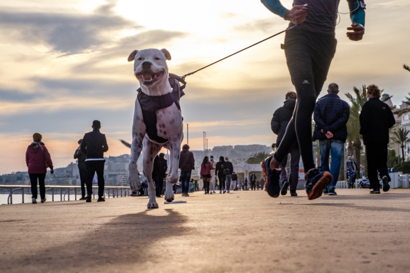 Nice, arrivée seconde au palmarès, fait figure de pilier en matière d'accueil des chiens.