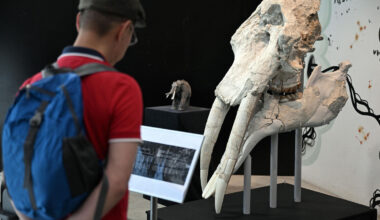 Découvert au pied des Pyrénées, un crâne exceptionnel de mastodonte exposé au Muséum de Toulouse