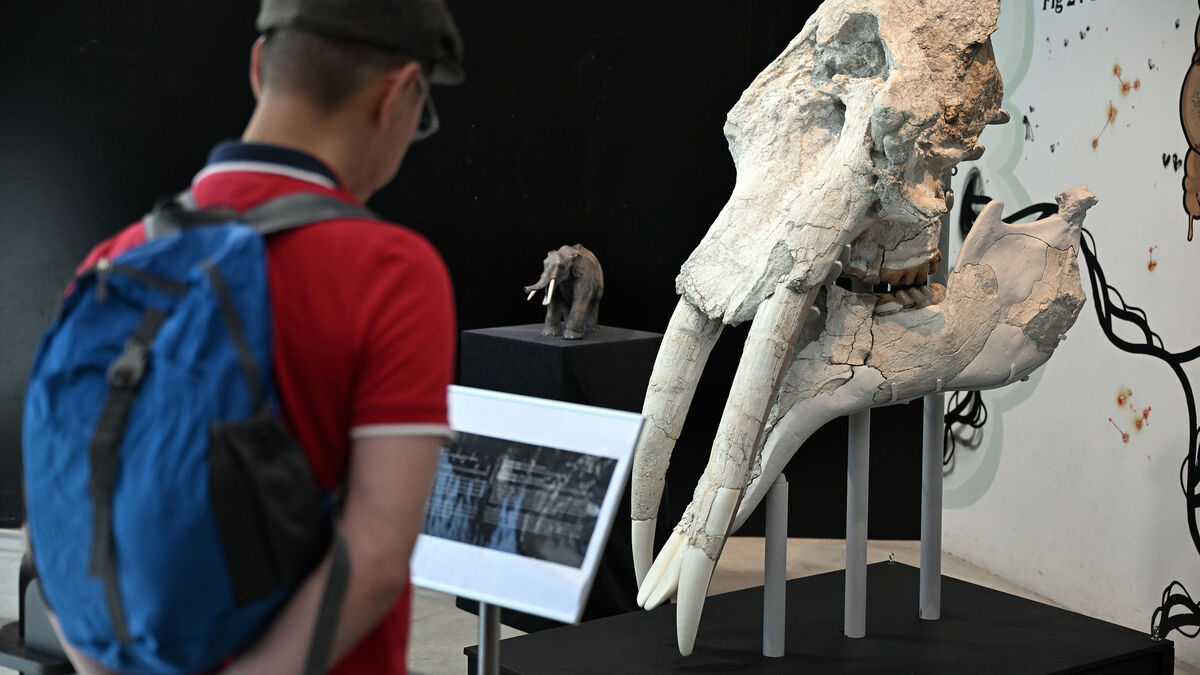 Découvert au pied des Pyrénées, un crâne exceptionnel de mastodonte exposé au Muséum de Toulouse