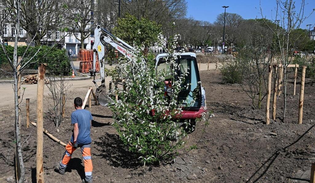 61 premiers arbres plantés place de la Petite-Hollande à Nantes