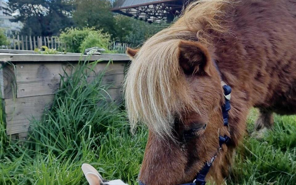 À Rennes, un dimanche dédié à l’écopâturage et au jardinage dans le quartier du Blosne