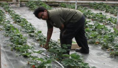 Vertou. Un marché de printemps à l’Esat Bauche-Malo