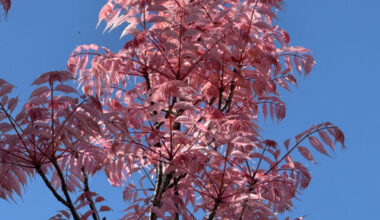 Toona sinensis 'Flamingo' au printemps, Paris 14e (75)