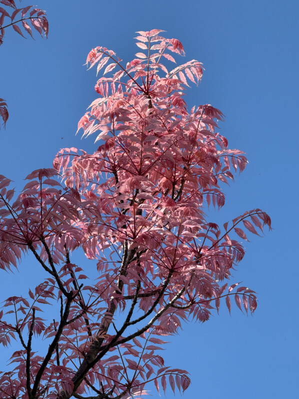 Toona sinensis 'Flamingo' au printemps, Paris 14e (75)