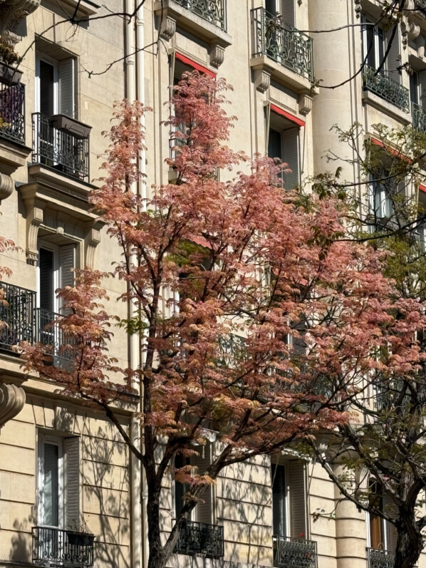 Toona sinensis 'Flamingo' au printemps, Paris 14e (75)