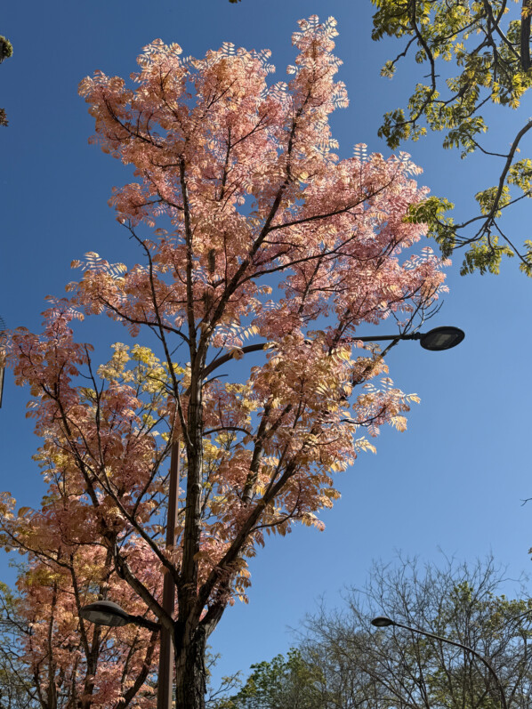 Toona sinensis 'Flamingo' au printemps, Paris 14e (75)