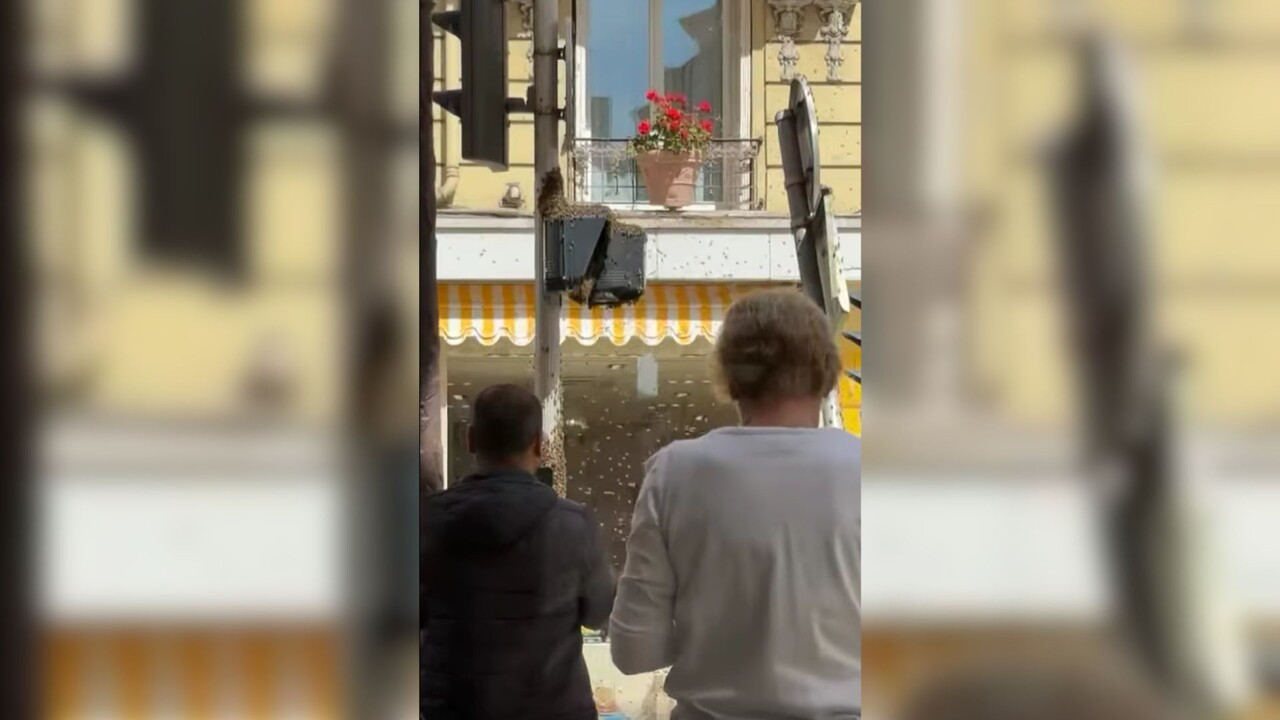 Nice. Une "invasion" d'abeilles met la pagaille dans la rue, un professionnel intervient