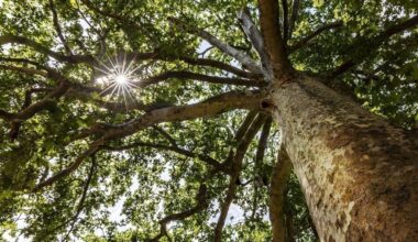 Quais de Seine végétalisés, 500 rues piétonnisées… Comment Paris compte booster sa biodiversité d'ici 2030